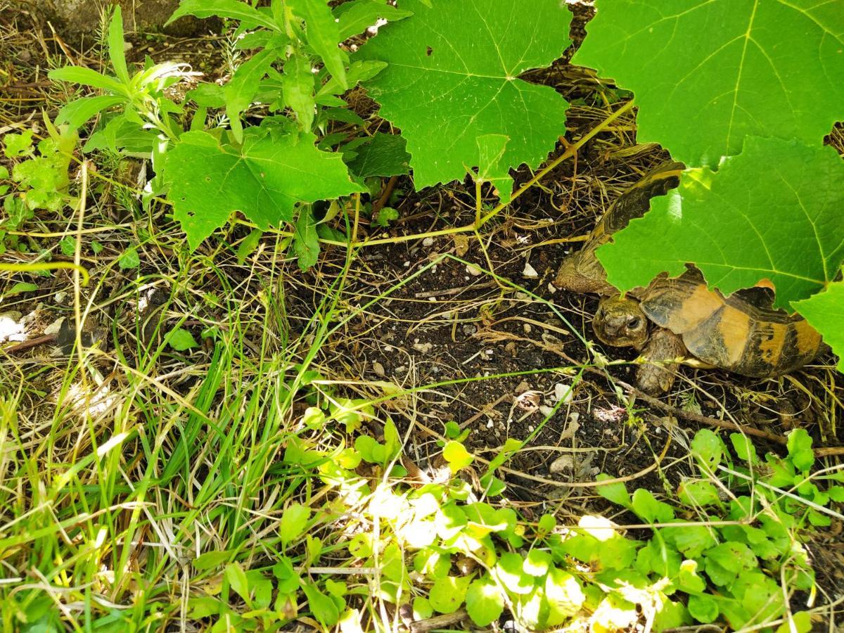 The Turtles Garden Villa Bečići Luaran gambar