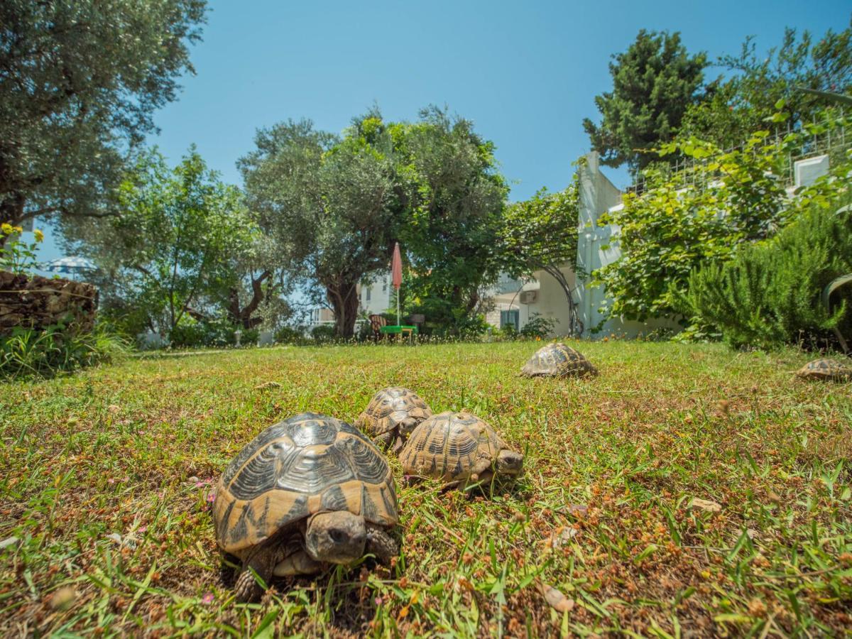 The Turtles Garden Villa Bečići Luaran gambar